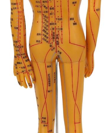High-Quality Acupuncture Point Body Model - Exquisite Craftsmanship & Practical Accessories for Training - Buy Online on GoSupps.com