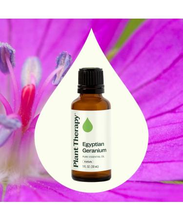 Plant Therapy Egyptian Geranium Essential Oil 30 mL (1 oz) 100% Pure Undiluted Natural Aromatherapy Stress Relief Emotional Balance - Buy Online on GoSupps.com
