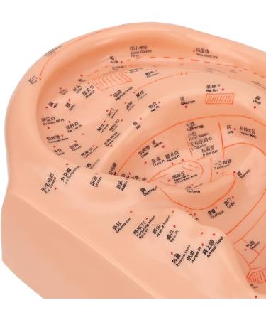 Verdant Touch Ear Acupuncture Points Model - 40cm Professional PVC Ear Zone Massage Tool for Accurate Acupuncture - Buy Online on GoSupps.com