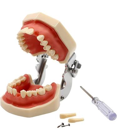 Shop Bovdc Teeth Model - Complete Dental Learning Tool for Tooth Extraction & Patient Communication - Buy Online on GoSupps.com