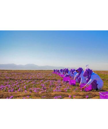 Gourmetia Saffron Saffron Threads in Premium Quality 20 Grams - Category I Superior (ISO 3632-2) - Buy Online on GoSupps.com