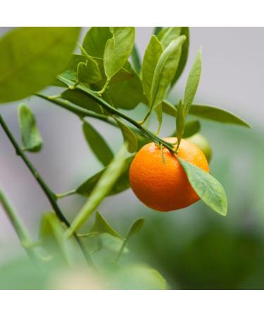 H2K Botanicals Clementine & Verbena With Vitamin E Shea Butter Hand & Body Lotion 250ml - Buy Online on GoSupps.com