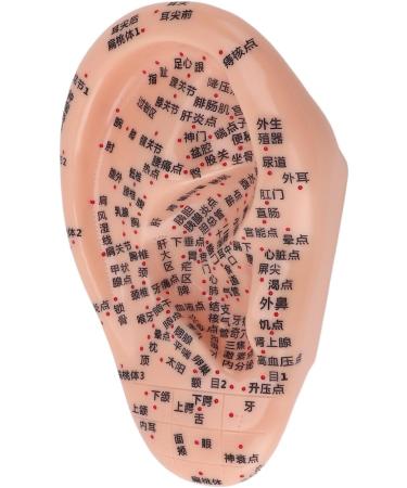 Buy Ear Acupuncture Display Model - Clear Point Visibility for Study Presentations | International Shipping Available - Buy Online on GoSupps.com