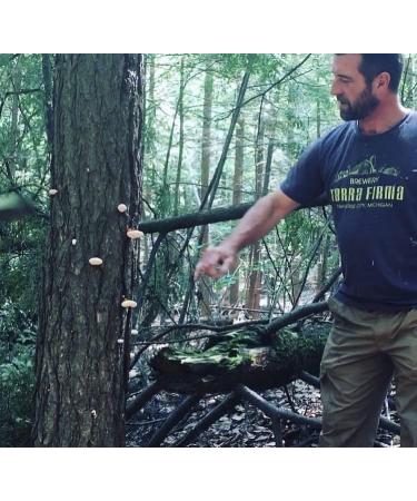 Great Lakes Treats Wild Foraged Reishi 3oz dried slices Ganoderma tsugae harvested in Michigan - Buy Online on GoSupps.com