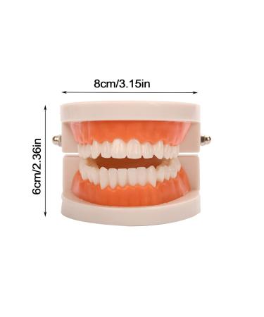 FGXY Standard Tooth Model - Educational Dental Model for Kids | Ideal for Dentists & Hospitals | Enhance Brushing Techniques - Buy Online on GoSupps.com