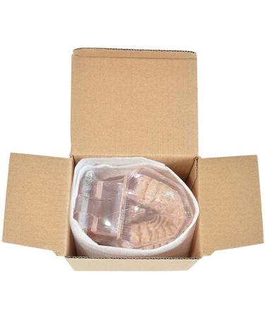 Metal & Ceramic Orthodontic Braces for Dentists | Dental Study Tools & Models - Buy Online on GoSupps.com