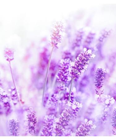 USDA Certified Organic Lavender Water Facial Toner - 3.4fl. oz - Natural Skincare for Radiant Skin - Buy Online on GoSupps.com