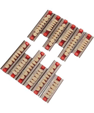 Realistic Synthetic Resin Teeth for Halloween Props | Professional Quality & Fine Workmanship for Model Learning - Buy Online on GoSupps.com