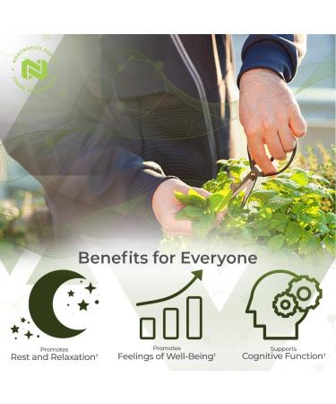 Nootropics Depot Lemon Balm Extract Tablets | 500mg | 120 Count | 10:1 Water Ethanol Extract - Buy Online on GoSupps.com