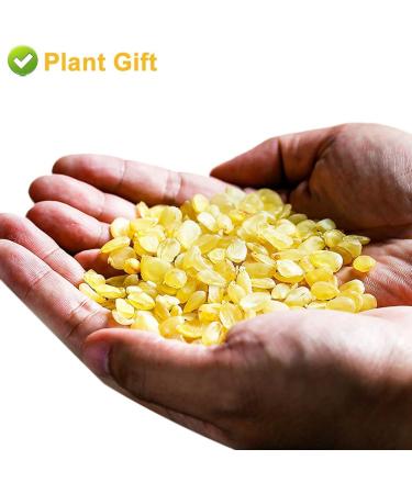 Plant Gift Natural Gleditsia Sinensis Saponin Honeylocust 200G/7.05oz Wild Sugar-Free Sulfur-Free Two-Sided Snow Swallow Gum Gleditsia Sinensi - Buy Online on GoSupps.com