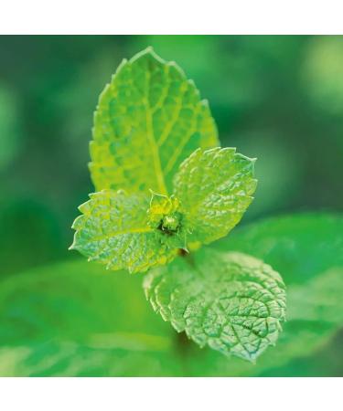 Primavera Mundwohl Mouthwash 250 ml | Refreshing Oral Care & Strengthening Cleanse - Naturally Revitalize Your Smile - Buy Online on GoSupps.com