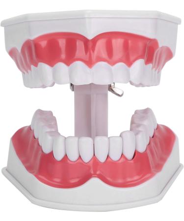 Verdant Touch Dentist Tooth Model | Dental Teaching Tools & 2X Magnification for Effective Dentist Training - Buy Online on GoSupps.com