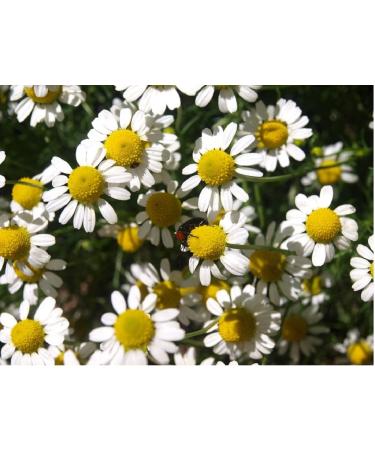 SEEDS Herb Chamomile Medicinal TEA TISANE Edible Chamomilla Non-GMO RESEEDS ITSELF Aroma Scent Organic Heirloom Easy Fresh Common Beautifull Great Center Piece Spectacular Bestdealhere