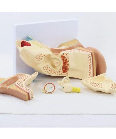 Ear Model Shows The Outer Ear Middle Ear Inner Ear Ossicles and Inner Ear are The Removable Ear Anatomy 1 - Buy Online on GoSupps.com