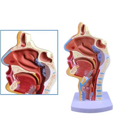 Mouth Nose Throat Pharynx Education Human Body ENT Model Study Model Pathology Nose Throat Model Enlarge The ical Model of Human Organs A+a - Buy Online on GoSupps.com