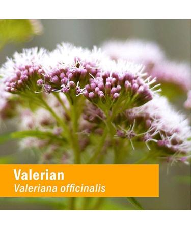 Herb Pharm Valerian Extract 1 fl oz - Natural Sleep Aid & Relaxation - Buy Online on GoSupps.com
