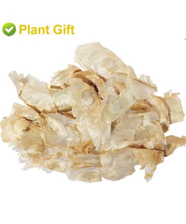 Buy Semen Oroxyli 40g - Jade Butterfly Tea (Oroxylum Indicum) | Herbal Chinese Health Tea | International Shipping - Buy Online on GoSupps.com