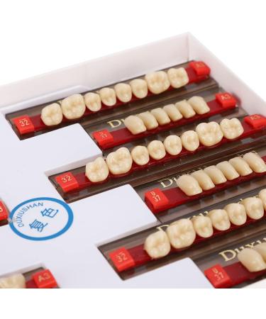 Realistic Synthetic Resin Teeth for Halloween Props | Professional Quality & Fine Workmanship for Model Learning - Buy Online on GoSupps.com