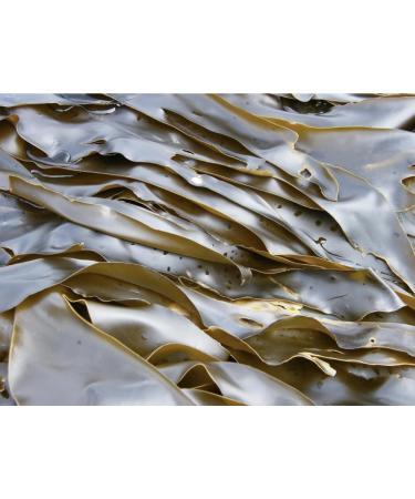 BLUE FARM | Laminaria seaweed in powder 2000 gr micronized and super ventilated. 100% pure natural original and untreated product. - Buy Online on GoSupps.com