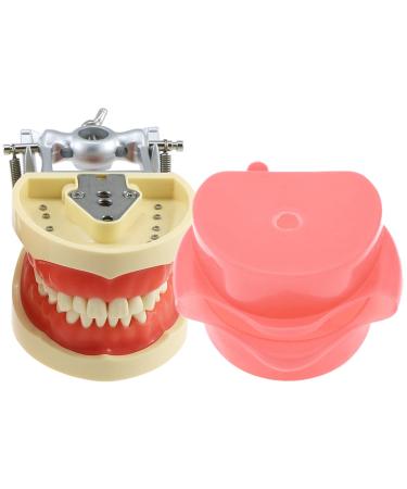 Lmeili dental typodont model 32 removable teeth and simulation cheek for teaching studies on practicing restorative techniques Anatomy and occlusion