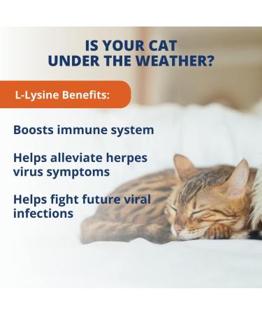 Under the Weather Pet Daily Cat L-Lysine | 60 Soft Chews | Vet Formulated & All Natural | Immune Support for Cats - Buy Online on GoSupps.com
