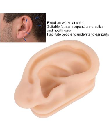 Silicone Ear Model for Acupuncture Practice | Realistic Fake Ear with Presentation Stand - International Shipping Available - Buy Online on GoSupps.com