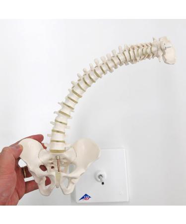 3B Scientific A18/21 Mini Human Spinal Column Model "Flexible" on Base 17.3-Inch Height - Buy Online on GoSupps.com