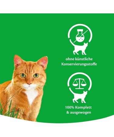 Kitekat Market Mix in Jelly 1200g - Premium Cat Food for Healthy Felines | International Shipping Available - Buy Online on GoSupps.com