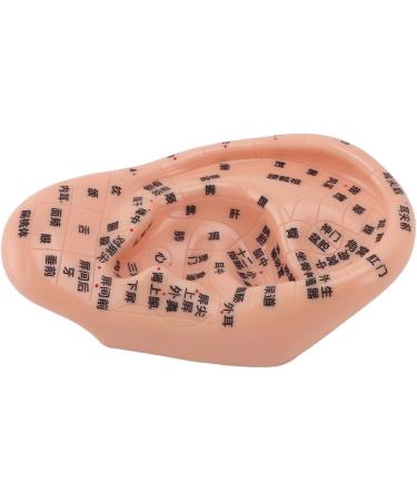 Buy Ear Massage Model - Accurate PVC Acupuncture Model - Ideal for Teaching & Labs - International Shipping Available - Buy Online on GoSupps.com