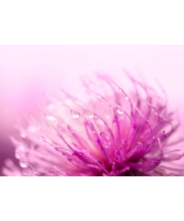 Priority One Vitamins Milk Thistle 500mg 120 Capsules - 80% Silymarin Content - Buy Online on GoSupps.com