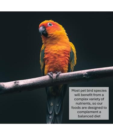 Millet Sprays x 10 Premium Cage Bird Food Seed Natural 10 count (Pack of 1) - Buy Online on GoSupps.com