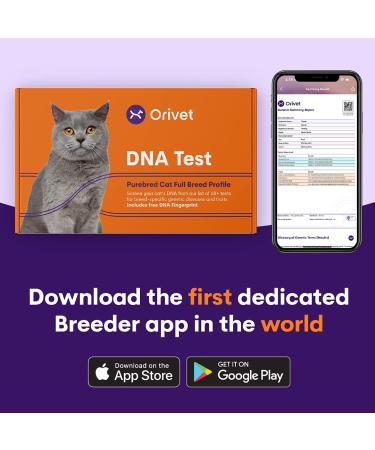 ORIVET Cat Breed DNA Test - 1 Pack | Comprehensive Genetic Health Screening & LifePlan | At Home Cheek Swab | Accurate & Fast Results - Buy Online on GoSupps.com