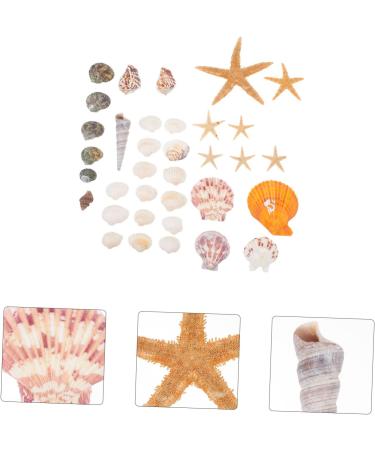 Artibetter Ocean Sea Shell Wedding Ornament 4 Mini Craft Shells Jewelry Aquarium Accessories Homemade Ornaments Conch Jewelry Natural Fish Tank Wedding D cor - Buy Online on GoSupps.com