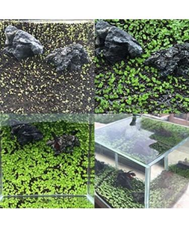 Haloppe 500 Aquarium Plant Seeds - Ideal for Home Garden & Water Decor | Perfect for Aquariums & Front Gardens - Buy Online on GoSupps.com