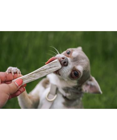 Elk Antler Dog Chews - Dental Sticks for Dogs - Premium Elk Antler Dog Bone - Premium Long Lasting - Preservative Free Cruelty Free - Naturally Shed in Canada by EZ Antler Chews (Variety Pack) - Buy Online on GoSupps.com