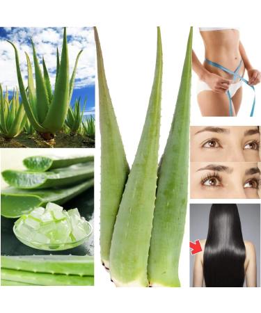 Fresh large bio aloe vera leaves 80 cm long 900 g from Spain EU certified 1 2 3 5 10 pc whole xxl barbadensis miller leaf for gel skin hair nail body anti-aqing (1)