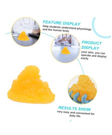 PartyKindom 2pcs Fat Model Models Human Fatty Tissue Demonstration Display 1-Pound Fat Replica Base - Buy Online on GoSupps.com