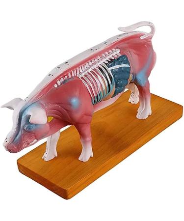 Pig Acupuncture and Moxibustion Model Pig Acupuncture and Moxibustion Point Pig Anatomical Model Physiological Tissue Structure Display - Buy Online on GoSupps.com