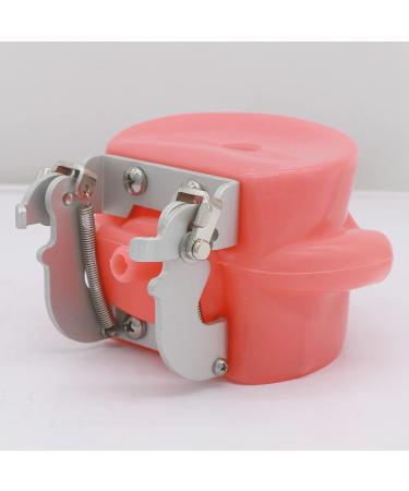 Dental Soft Gum Standad Typodont Study Model with 28 Removable Teeth & Cheeks - Ultimate Dental Training Tool - Buy Online on GoSupps.com