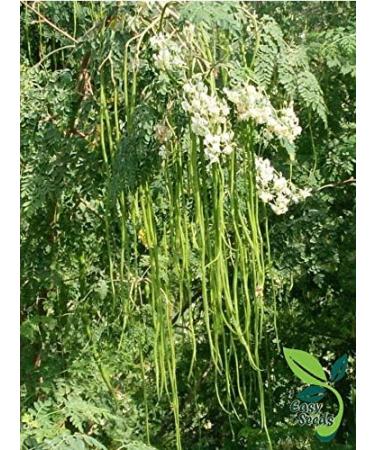 EasySeeds Moringa Seeds emillas de Moringa Drumstick Tree Moringa oleifera West Indian ben Wingless Seeds (750gm) - Buy Online on GoSupps.com