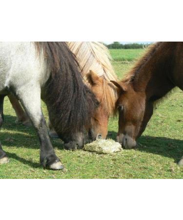 Equilibrium Vitamunch Marvellous Meadow 1Kg - Horse Snack/Treat 1 kg (Pack of 1) Marvellous Meadow - Buy Online on GoSupps.com