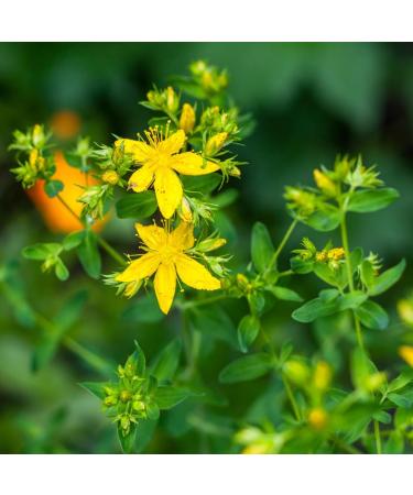  Alpi Nature Alpi Nature St. John's Wort Tea 1kg Dried and Cut St. John's Wort Herb Loose Leaf Tea - Buy Online on GoSupps.com