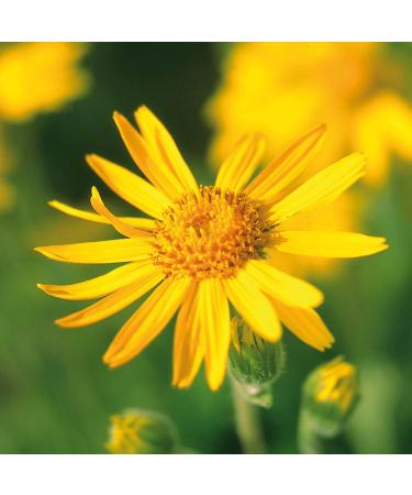 Primavera Care Organic Arnica Oil 50ml - Natural Plant Power - Vegan Aroma & Body Oil - Soothing & Activating Natural Cosmetics - Buy Online on GoSupps.com