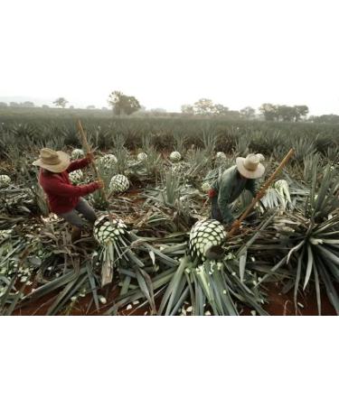 Elegant and stylized glass bottle with salt worm for mezcal from Mexico - Buy Online on GoSupps.com