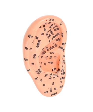 Lurrose 1stk massage ear model ear-kit doll ear-acupuncture point model fake ear model ear-exercise model products human ear model earplugs pvc human body 3D