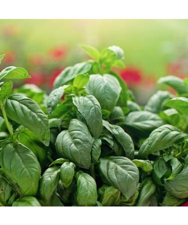 Natural Lip Balm Perioral Dermatitis Treatment Calendula Healing Lip Balm with Immune Supportive Basil & Rosemary Essential Oil Organic Coconut Oil 2 Pak Ora's Amazing Herbal Basil Rosemary - Buy Online on GoSupps.com