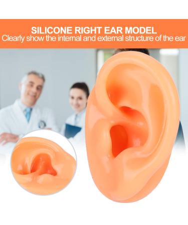 Silicone Left Ear Model for Acupuncture Practice - Human Ear Simulation Display - Buy Online on GoSupps.com