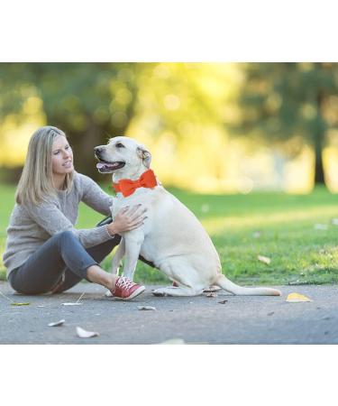 Dogwong Adjustable Dog Collar with Removable Fly - Light Blue & Orange | Comfortable Gift for Small & Medium Dogs - Buy Online on GoSupps.com