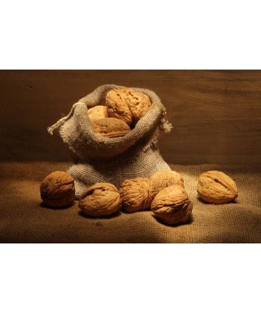 Buy Premium Walnuts in Shell (5kg) - New Harvest 2022 | Extra Large Cores | 100% Natural | Vegan & Gluten-Free | Origin: Chile - Chandler Variety - Buy Online on GoSupps.com
