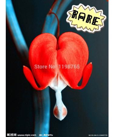 2016 selling above 200 seedsbag Calceolaria Pubao flower potted Balcony Slipperwort flowers 49